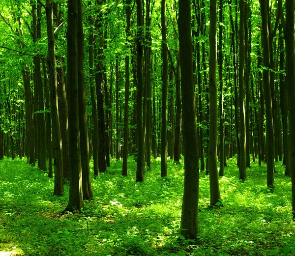 Forest — Stock Photo, Image