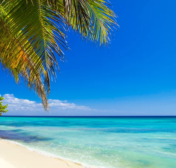 Caribisch strand en de palmboom — Stockfoto