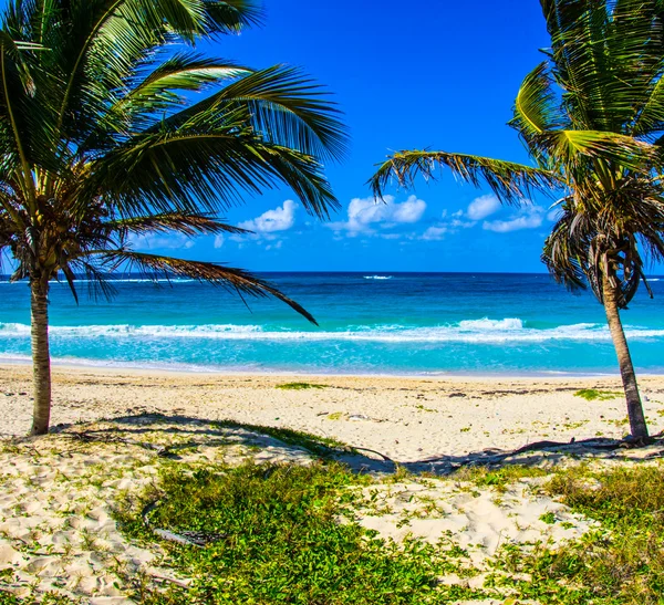Palmy a pláž — Stock fotografie