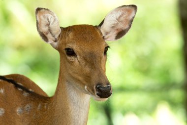 Whitetail geyik başkanı
