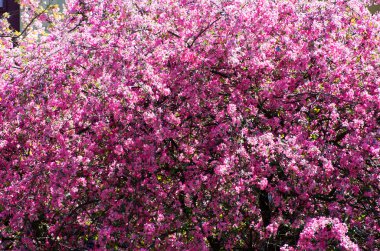 Bahar kiraz çiçekleri