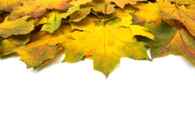 sonbahar portakal yaprakları