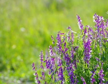 Mavi bahar çiçekleri