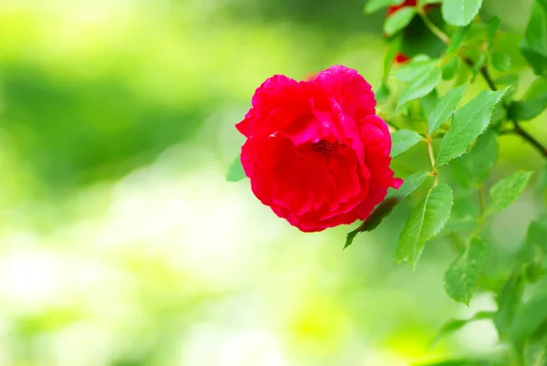 Blühen rote Rosen — Stockfoto