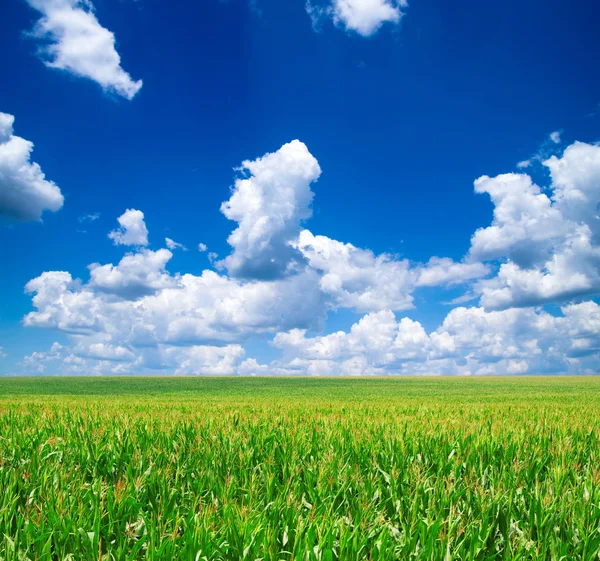 Поле и голубое небо — стоковое фото