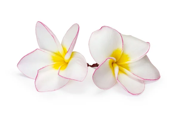 Exotiska blommor frangipani — Stockfoto