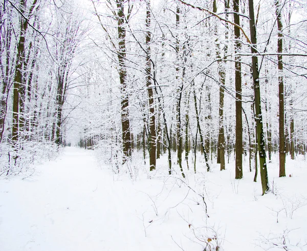 Beautiful winter forest — Stock Photo, Image