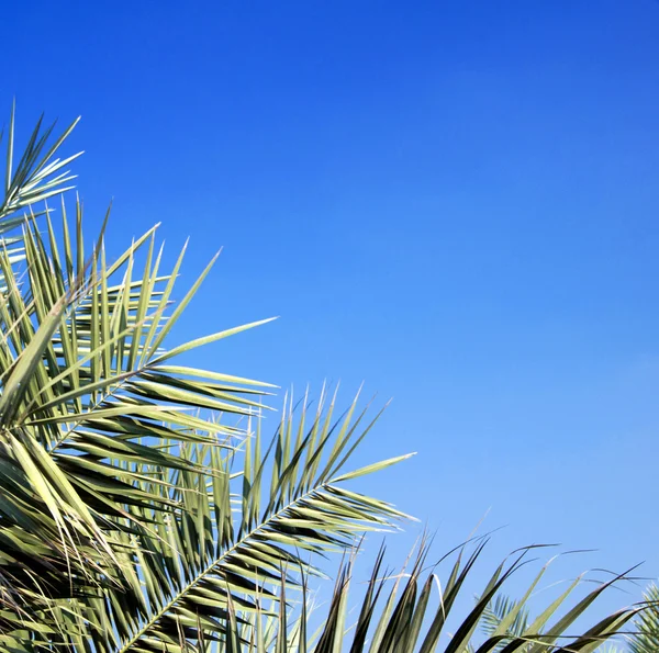 Groen palmboom — Stockfoto