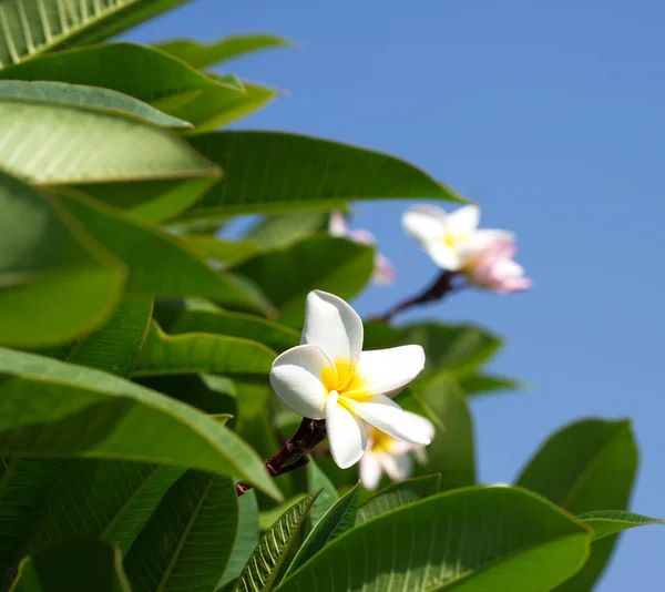 Witte plumeria bloemen — Stockfoto