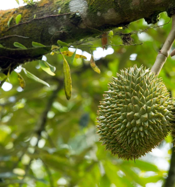 Fresh durian on  tree — Stock Photo, Image