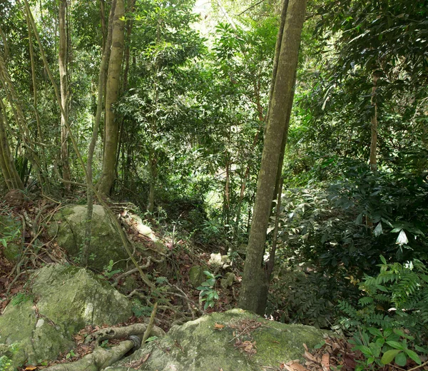 Stream in the tropical jungle — Stock Photo, Image