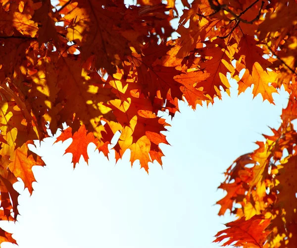 Autumn leaves background — Stock Photo, Image