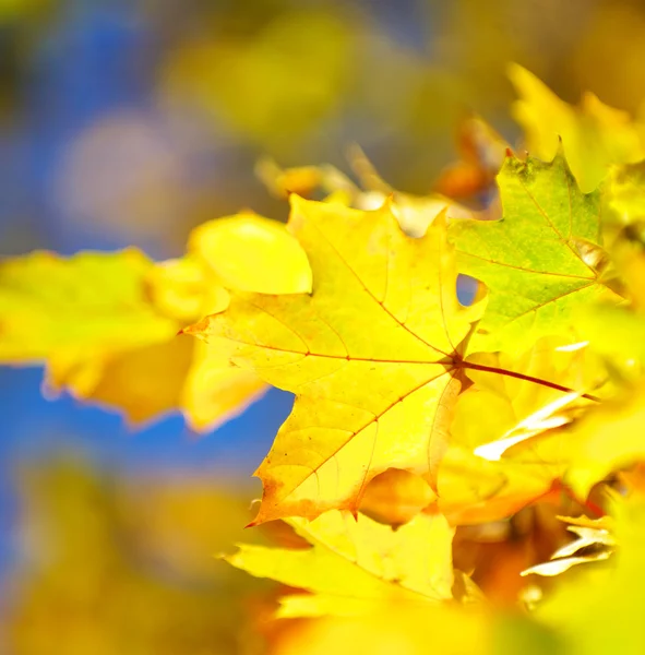 Autunno foglie sfondo — Foto Stock