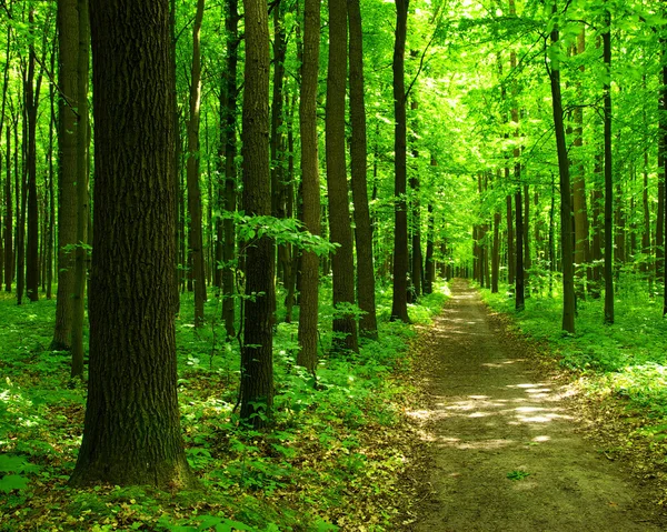 Yeşil ormanda yol — Stok fotoğraf