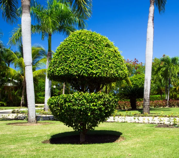 Green Garden med gräs — Stockfoto