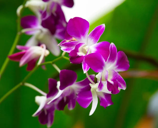 Orquídea — Fotografia de Stock