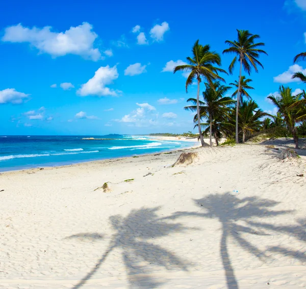 Strand med palmer — Stockfoto