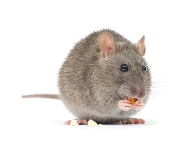 Grey little rat — Stock Photo, Image