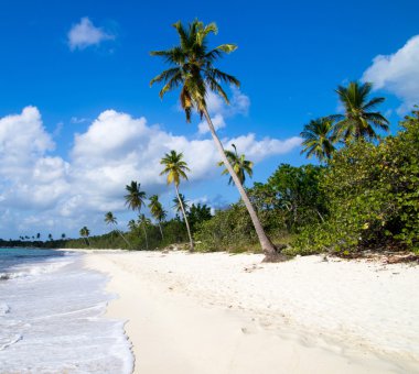 Caribbean beach ve palmiye ağaçları