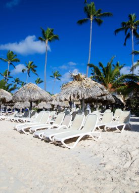 Caribbean beach ve palmiye ağaçları