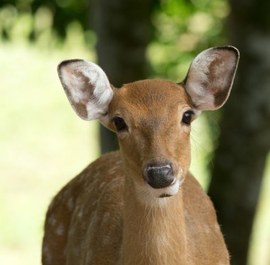 Whitetail geyik başkanı