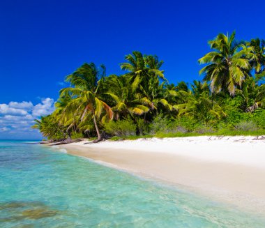 Caribbean beach ve palmiye ağaçları