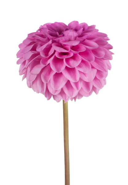 Röd dahlia blomma — Stockfoto