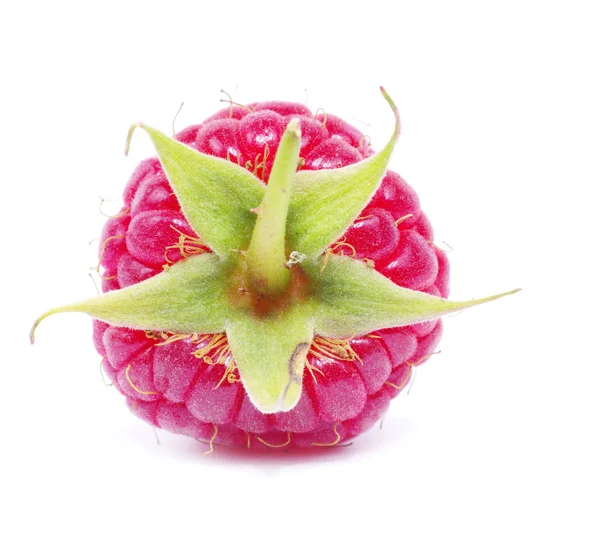 Fresh red raspberry — Stock Photo, Image
