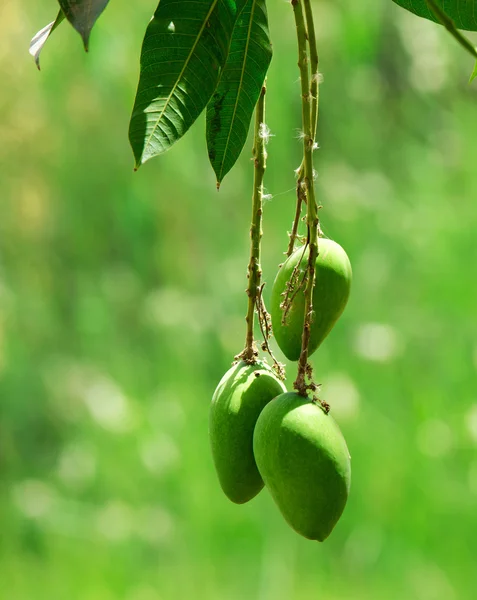 Green mango on tree. — Stock Photo, Image