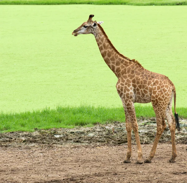 Giraffe in  safari park — Stock Photo, Image