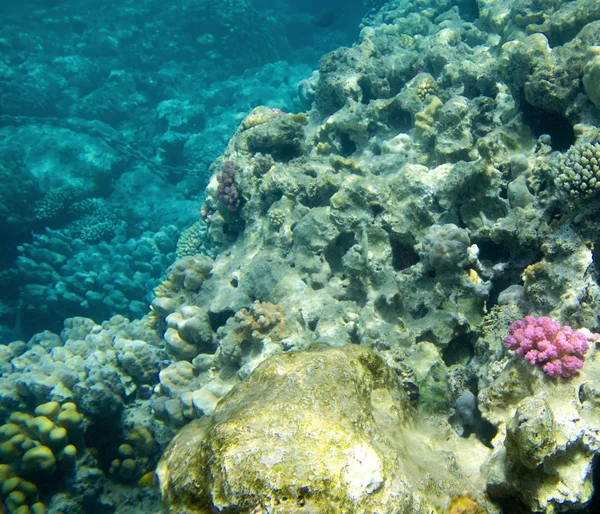 Coral reef z koralowców — Zdjęcie stockowe