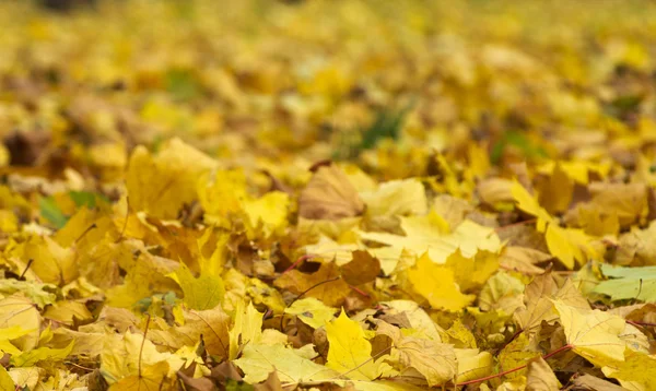 Foglie d'autunno — Foto Stock