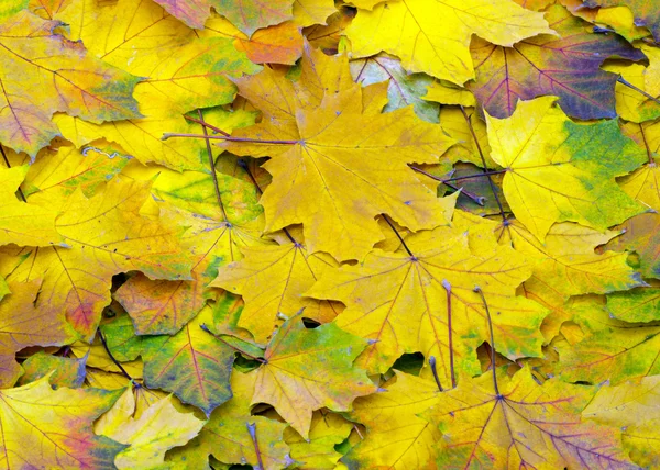秋のオレンジの葉 — ストック写真