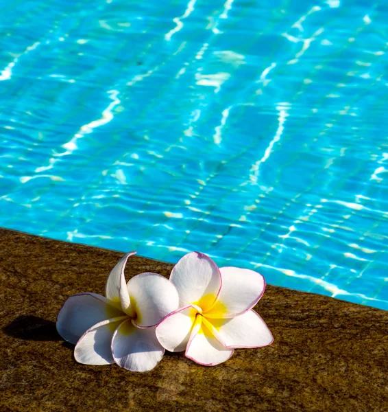 Flores Plumeria na piscina — Fotografia de Stock