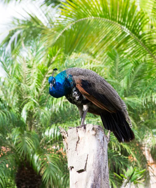 美丽的孔雀鸟 — 图库照片