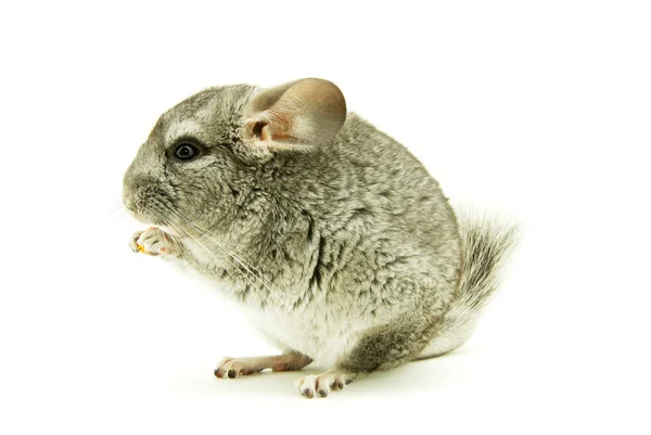 Adorable Gray chinchilla — Stock Photo, Image