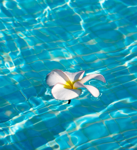 Frangipani flor en el agua —  Fotos de Stock
