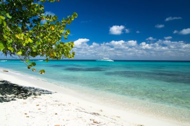 Sahildeki palmiye ağaçları