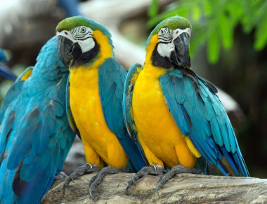 renkli Amerika papağanı papağan