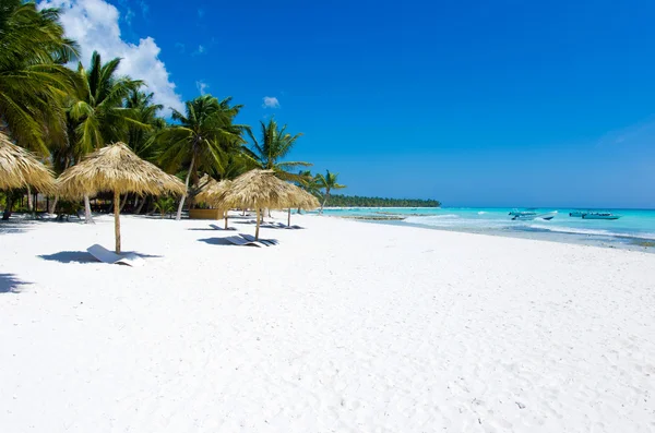 Palm trees on beach — Stock Photo, Image