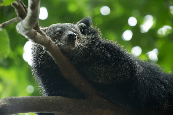 Zabawny zwierzę binturong — Zdjęcie stockowe