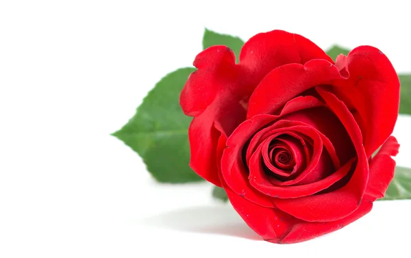 Beautiful red rose — Stock Photo, Image