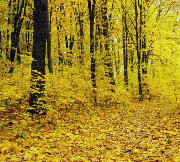 Podzimní Les pozadí — Stock fotografie