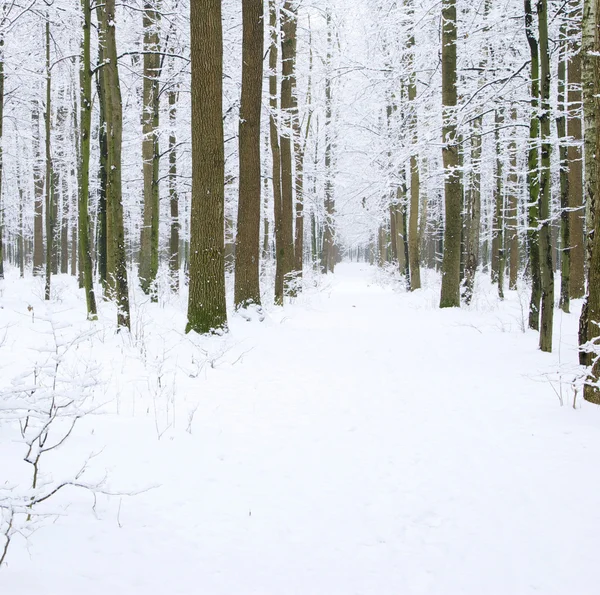 Bosque de invierno y carretera —  Fotos de Stock