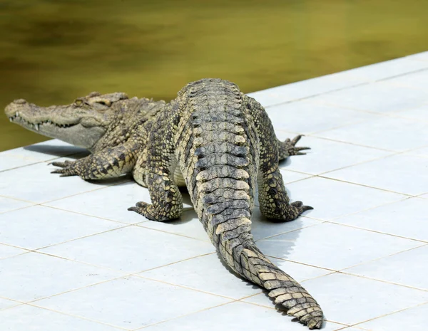 Nær en alligator – stockfoto