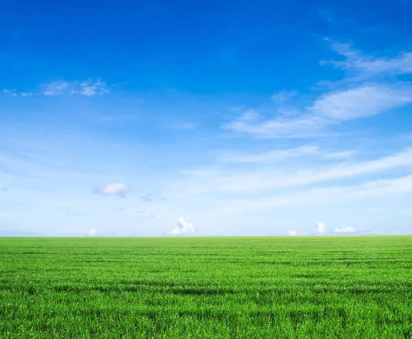 Campo e céu azul — Fotografia de Stock