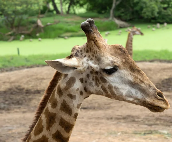 Retrato de animal girafa — Fotografia de Stock