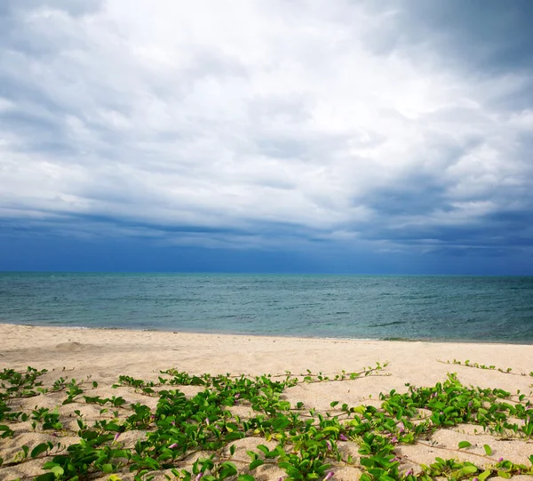 Plage et mer tropicale — Photo