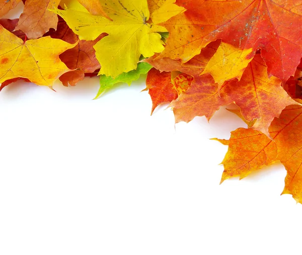 Autumn maple leaves — Stock Photo, Image