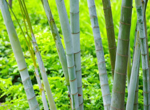 Árboles de bambú en la selva verde —  Fotos de Stock